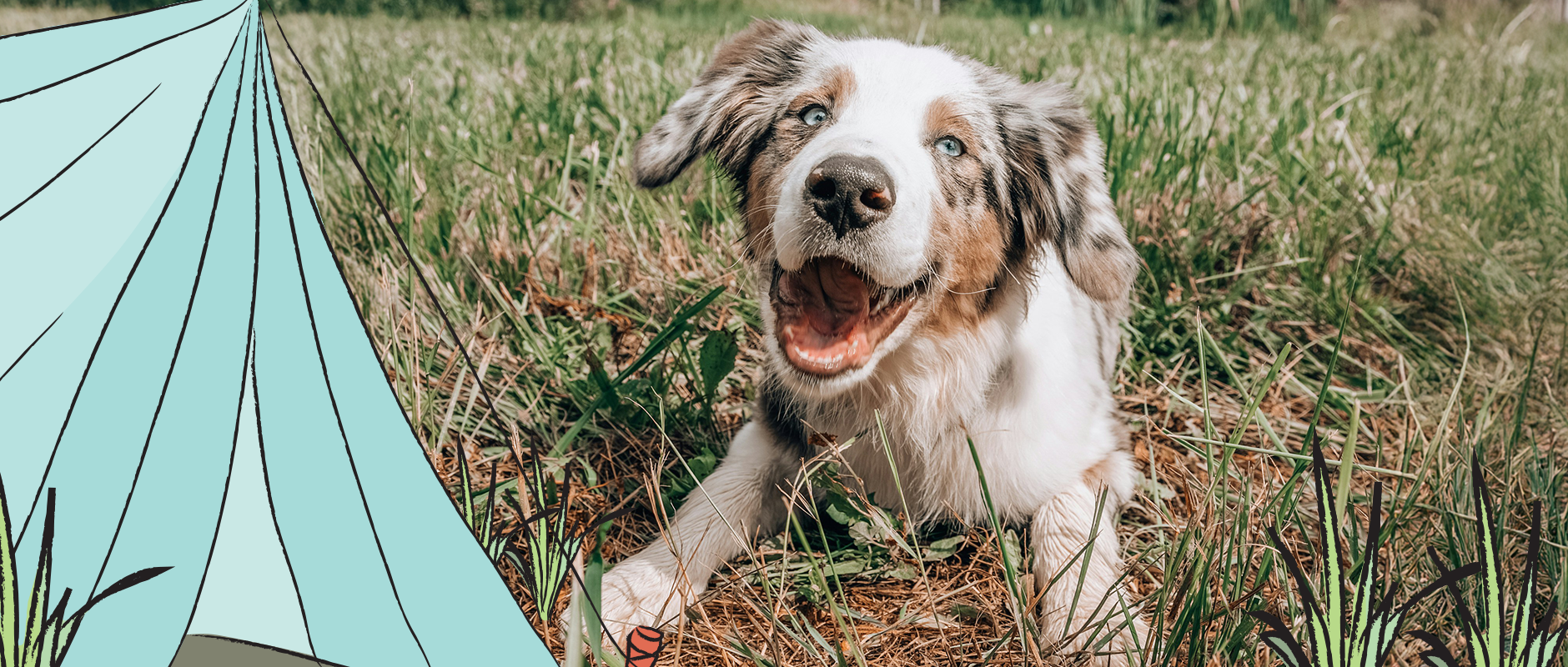 C&D - Staycation met je hond