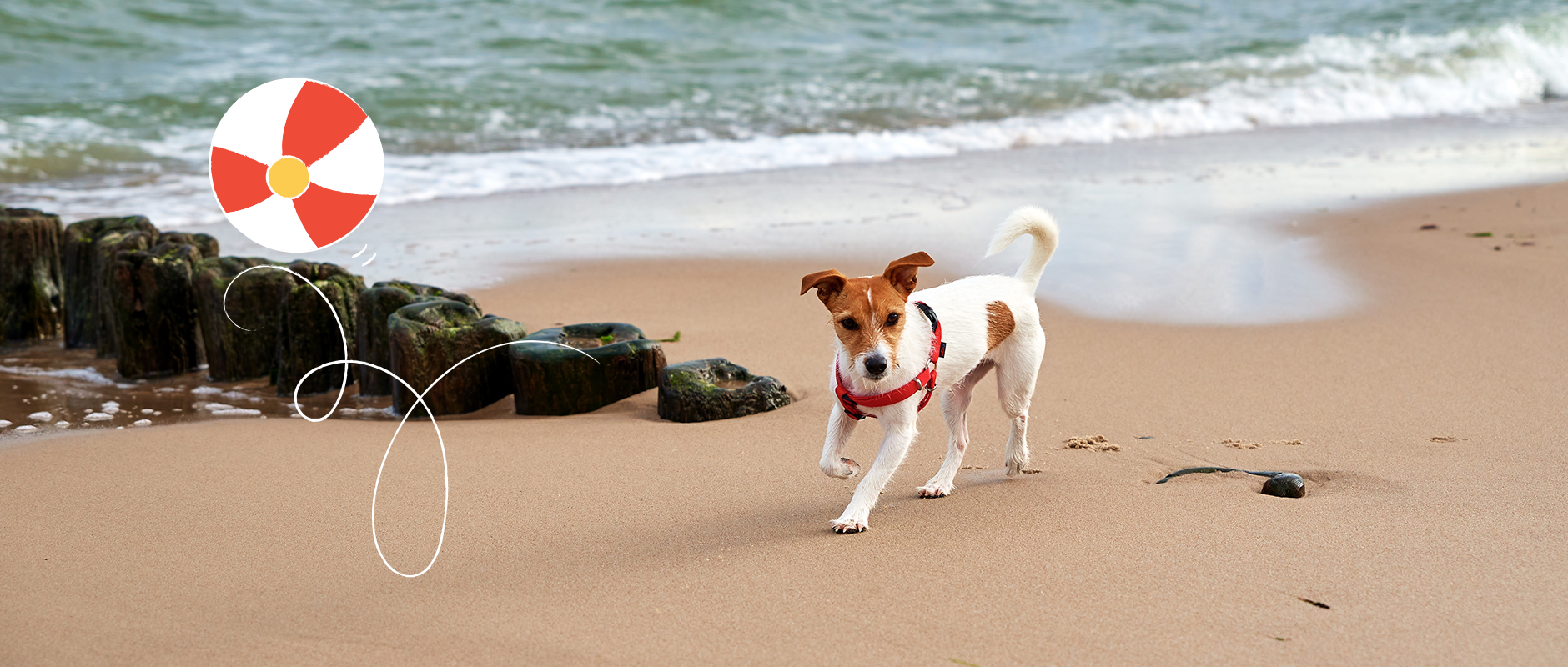 C&D - Wandelen aan zee met je hond