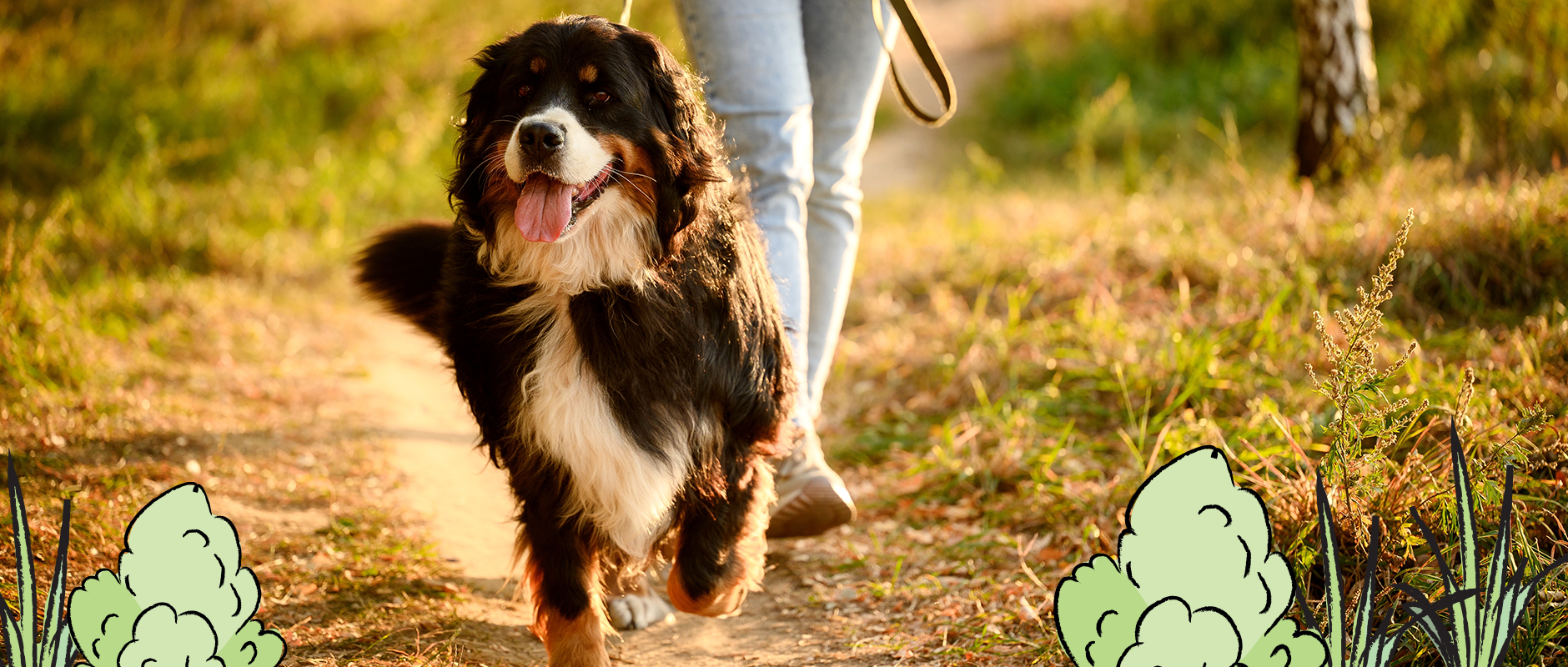 C&D - Wandelen in het bos met je hond