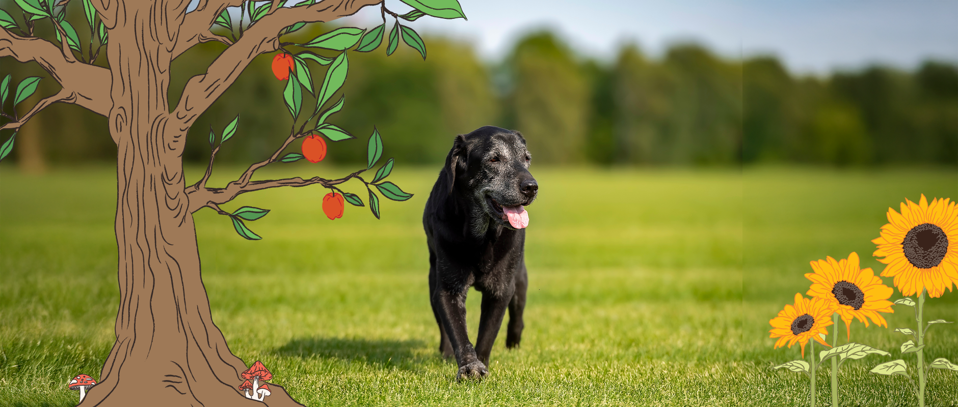 C&D - Wandelen met een oudere hond