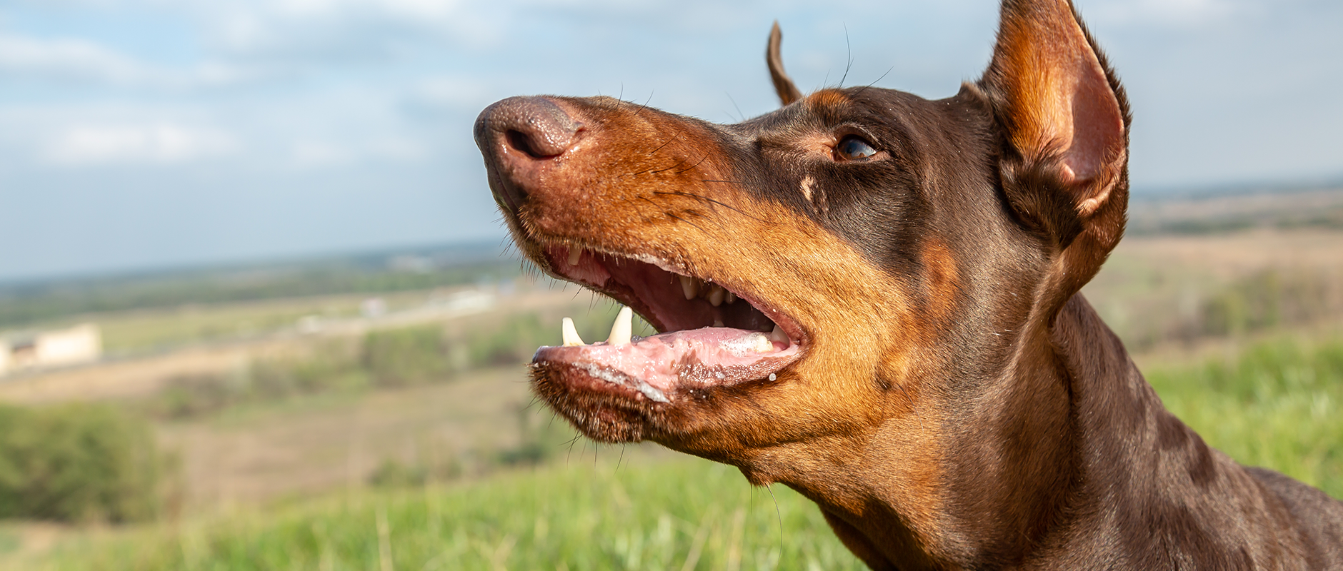 C&D - Help! Mijn hond blaft naar voorbijgangers aan de poort.