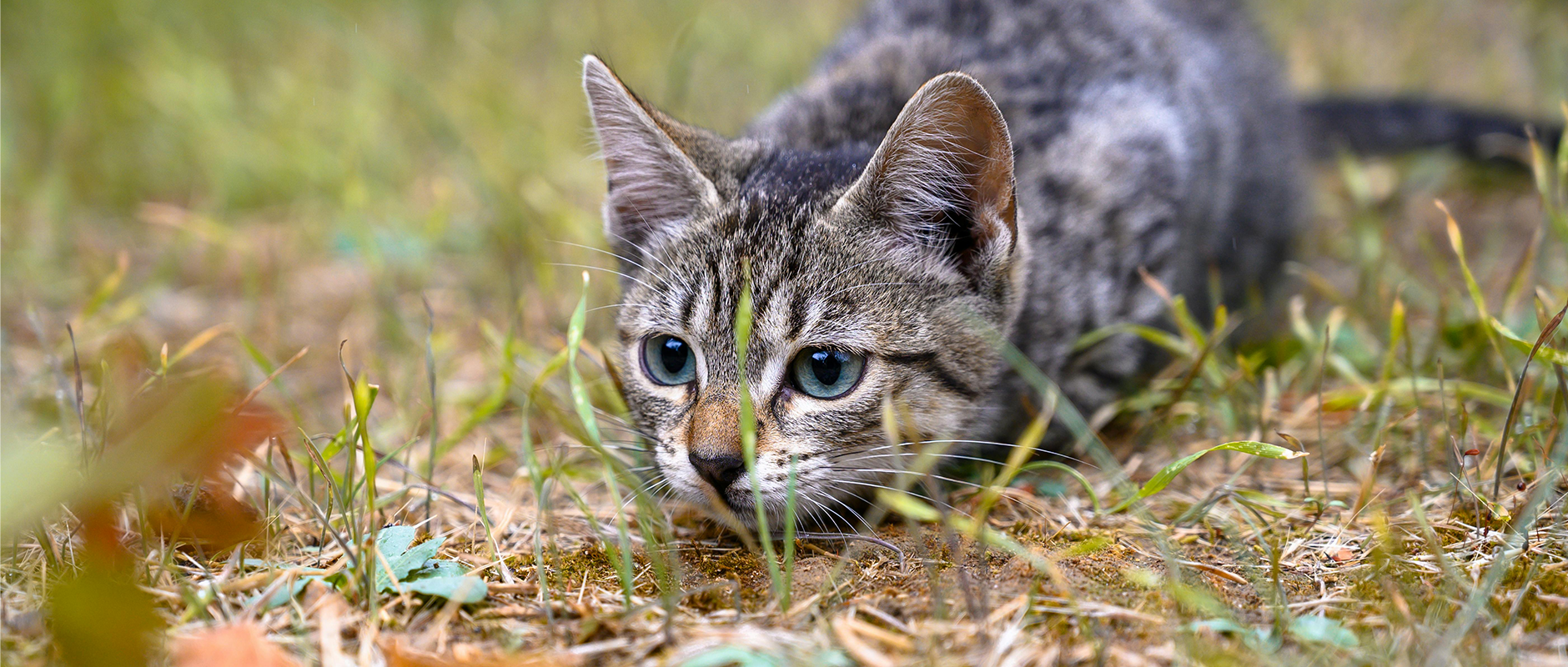 C&D - Waarom mijn kat muisjes binnen dropt