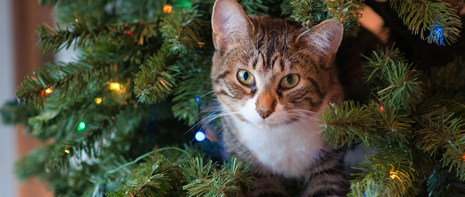C&D - Help, mijn kat klimt in de kerstboom!