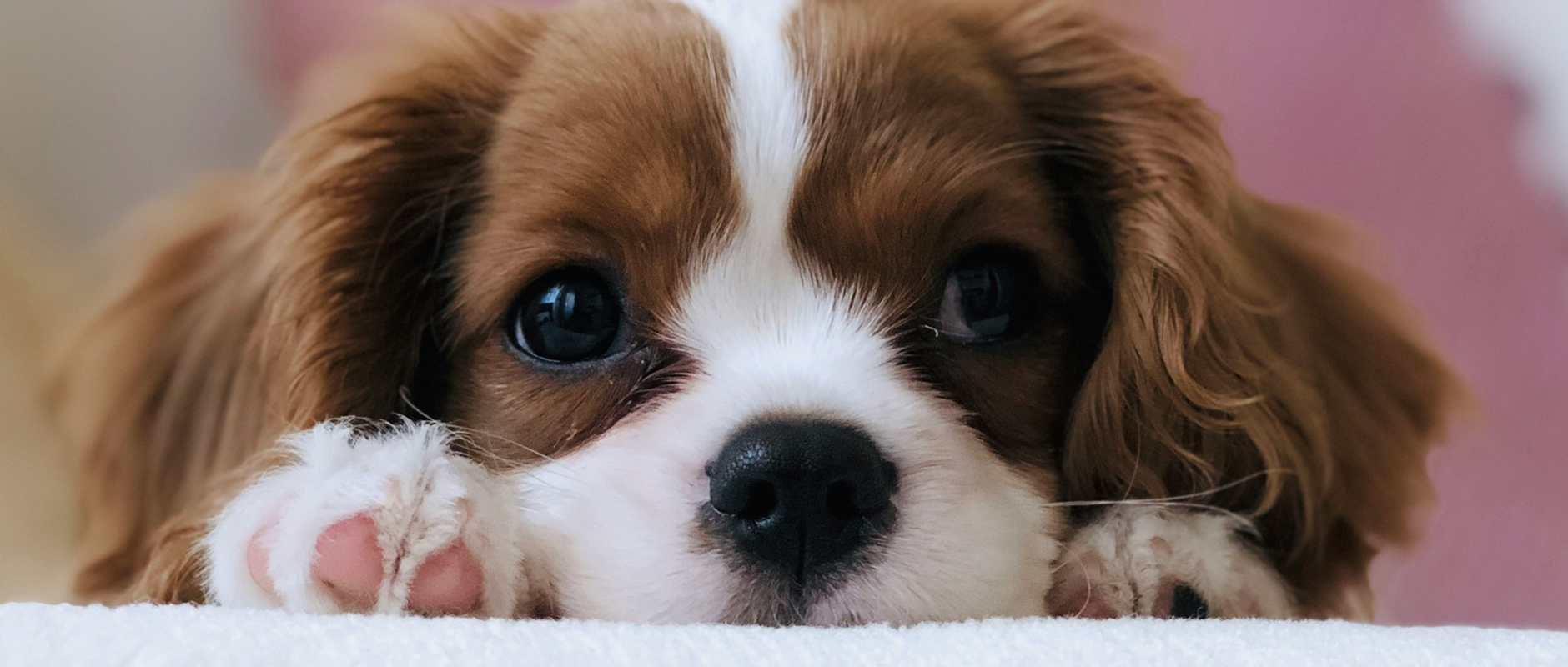 C&D - Help! Mijn pup heeft diarree. Oorzaken, tips & oplossingen