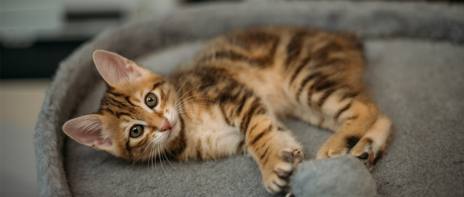 C&D - Mag je de snorharen van je kat knippen? Absoluut niet – dit is waarom!