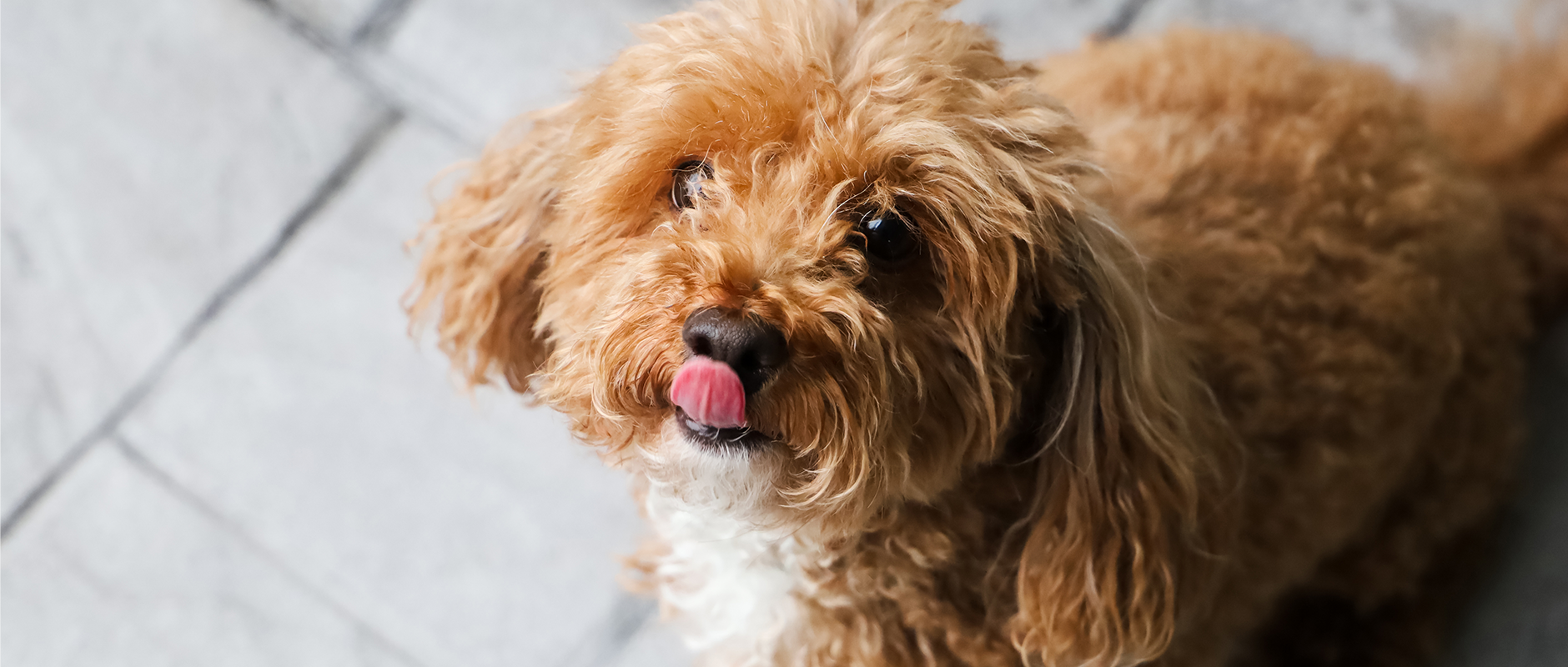 C&D - Why Does My Dog Eat Poop