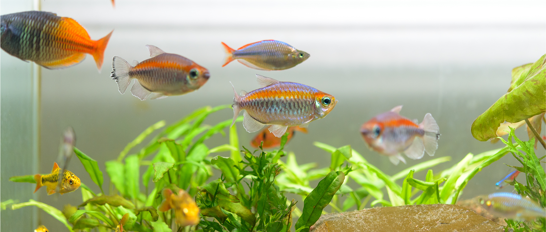 C&D - Waarom wordt mijn aquarium zo snel groen?