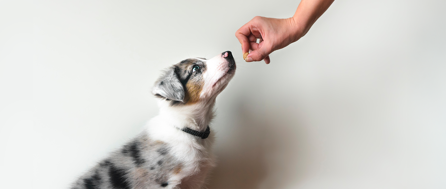 C&D - De perfecte trainingsbeloning voor je hond