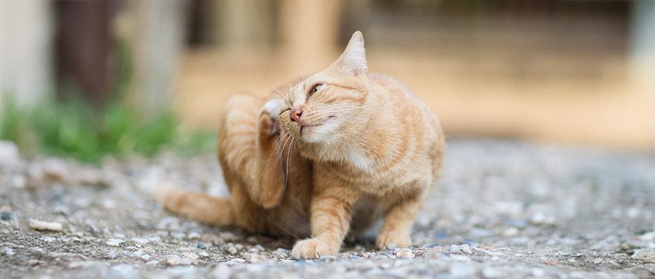 C&D - Fleas on your dog or cat? Here's how to get rid of them
